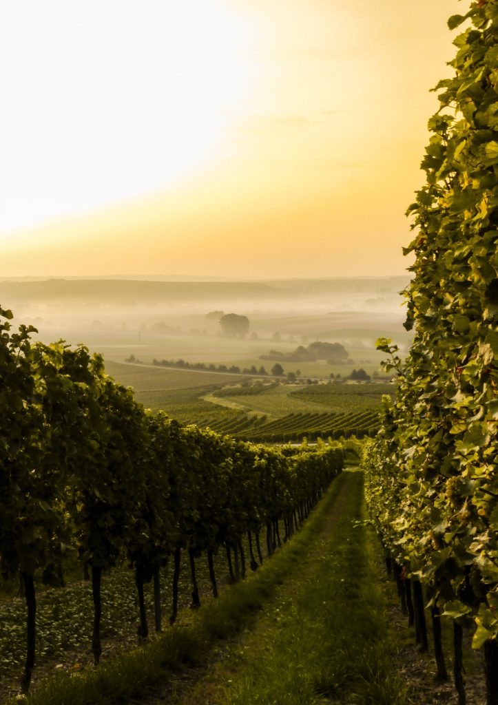 envino escuela de vino